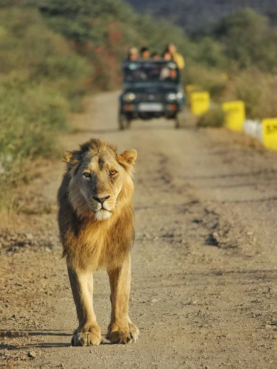 Dwarka Somnath Diu Sasan Gir Tour Package – Temples, Diu Beaches and Gir Jungle Safari