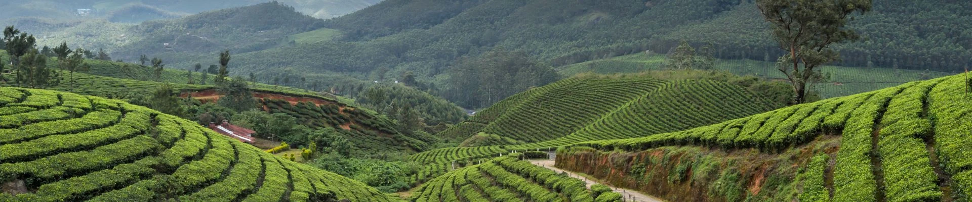 Kerala tour package Munnar Alleppey banner